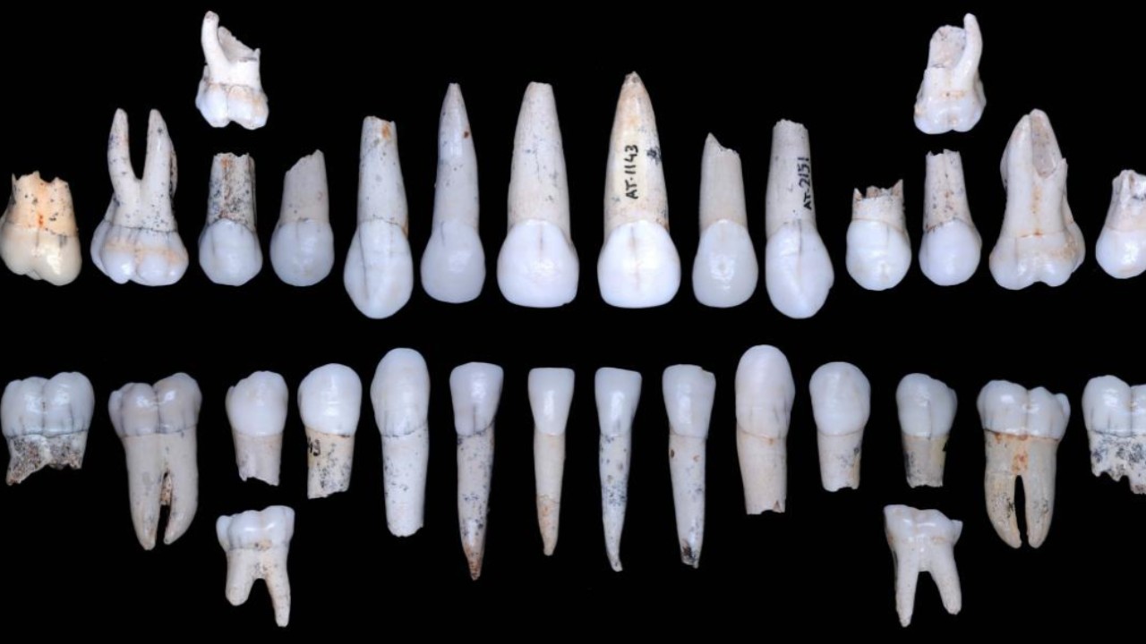 Pesquisadores revelam que hominídeos cresceream mais rápido do que os seres humanos modernos
