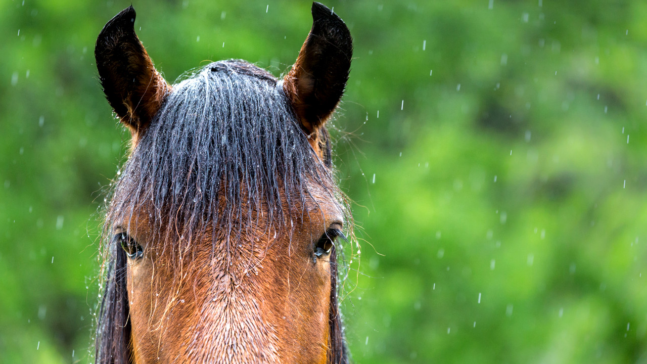 De onde vem a expressão ‘tirar o cavalo da chuva’?