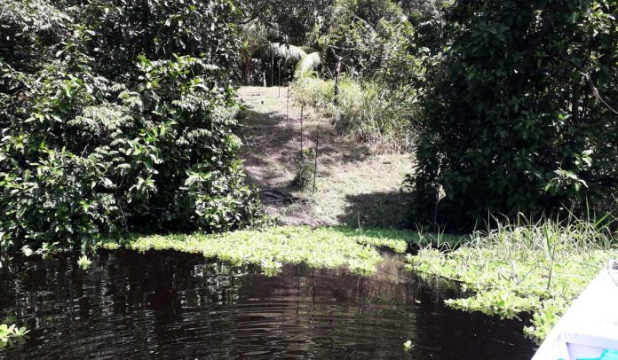 Ilhas artificiais pré-coloniais são encontradas na Amazônia