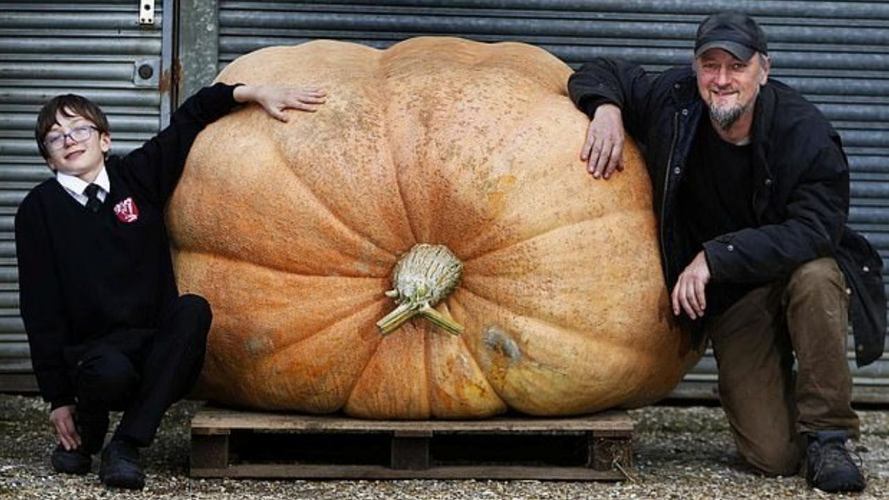 Pai e filho criam abóbora gigante de mais de 680 quilos na Inglaterra