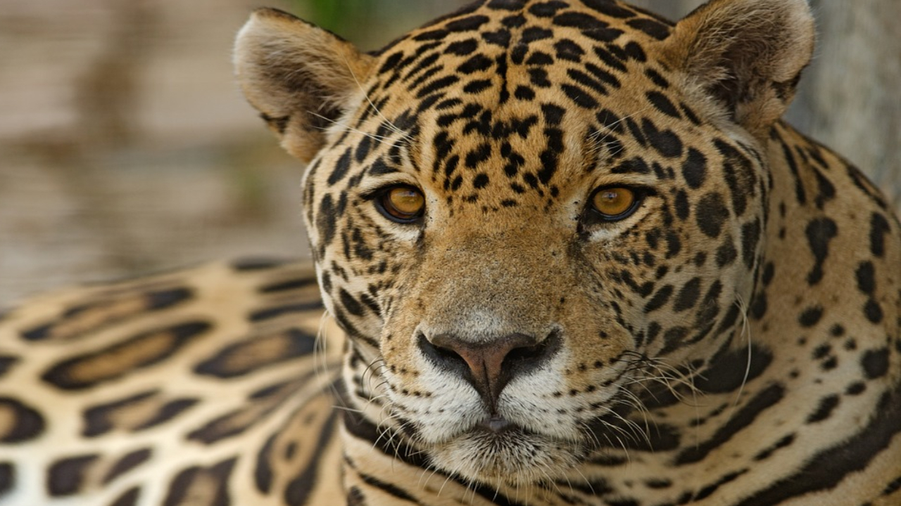 Relatório da WWF declara perda de 68% dos animais selvagens da Terra em menos de 50 anos