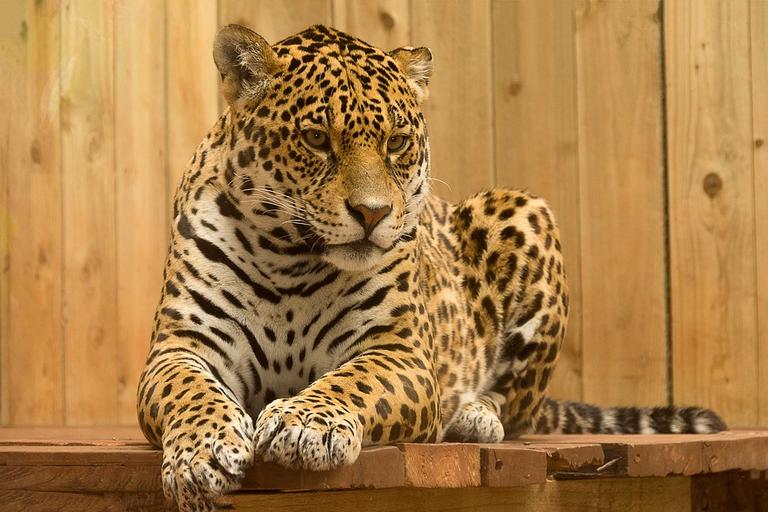 Por que não chamamos a onça de jaguar?
