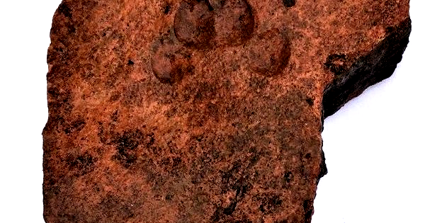 Milênios atrás, um gato deixou sua marca nesta telha