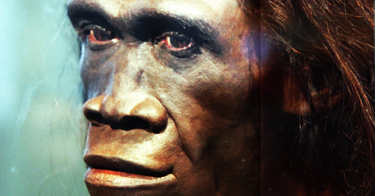 Homo erectus foi extinto por ser “preguiçoso”, afirmam cientistas