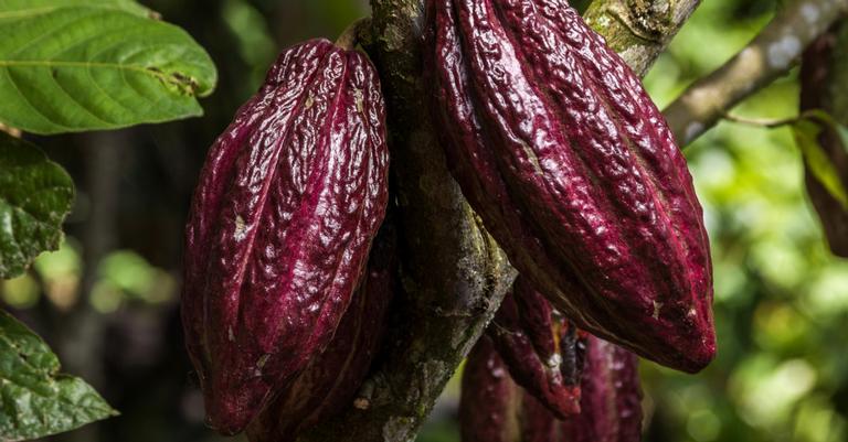 O cacau começou a ser cultivado na Amazônia, há 5.300 anos, diz estudo