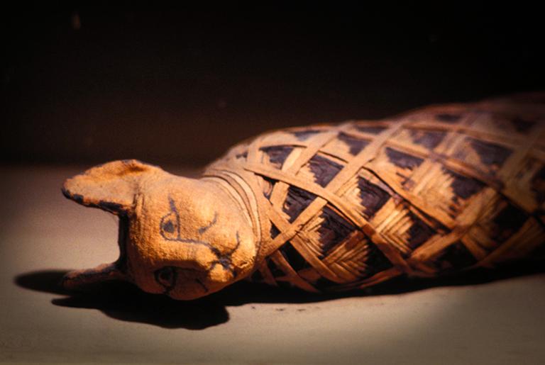 Tumbas egípcias abrigam gatos mumificados há 4 500 anos