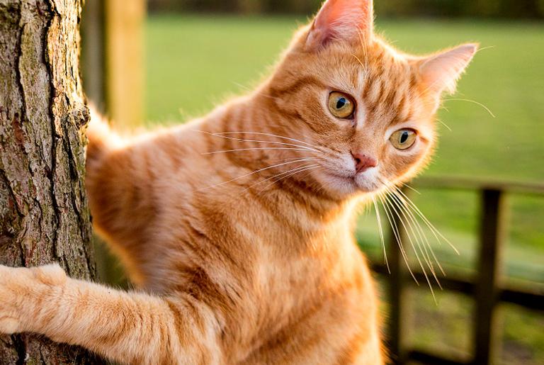 Pesquisa revela que gatos dos vikings eram menores do que os de hoje