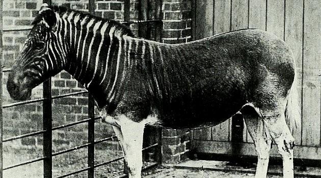 Meio a meio: a extinção de um animal raro