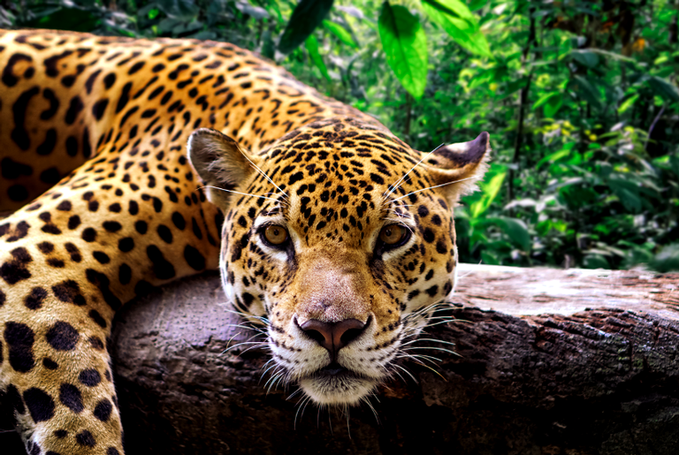 Por que no Brasil chamamos o jaguar de onça?