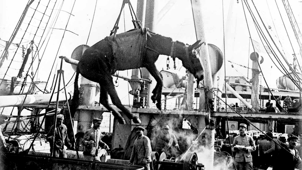 Animais na Guerra: Parceiros, guerreiros ou vítimas?