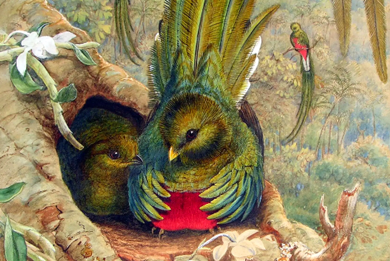 Site dispõe gratuitamente um acervo de 80 mil aquarelas dos séculos 15 ao 19