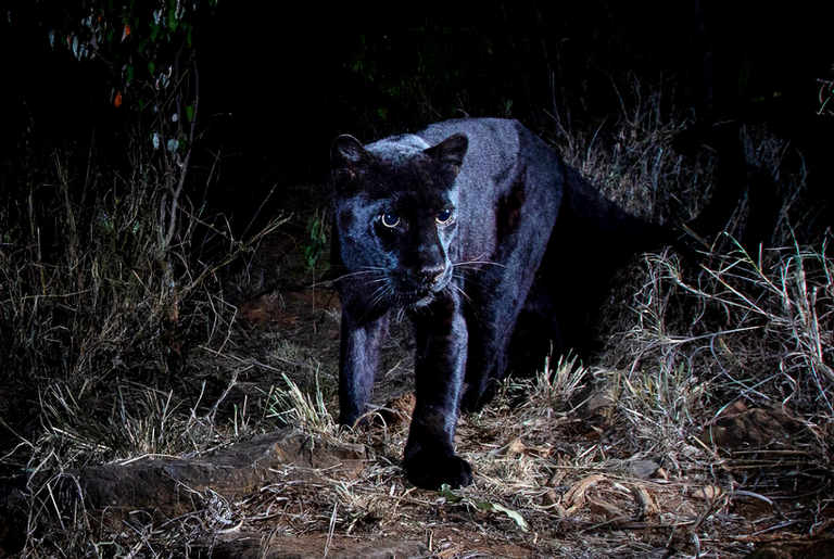 Pantera negra é fotografada pela primeira vez em 100 anos