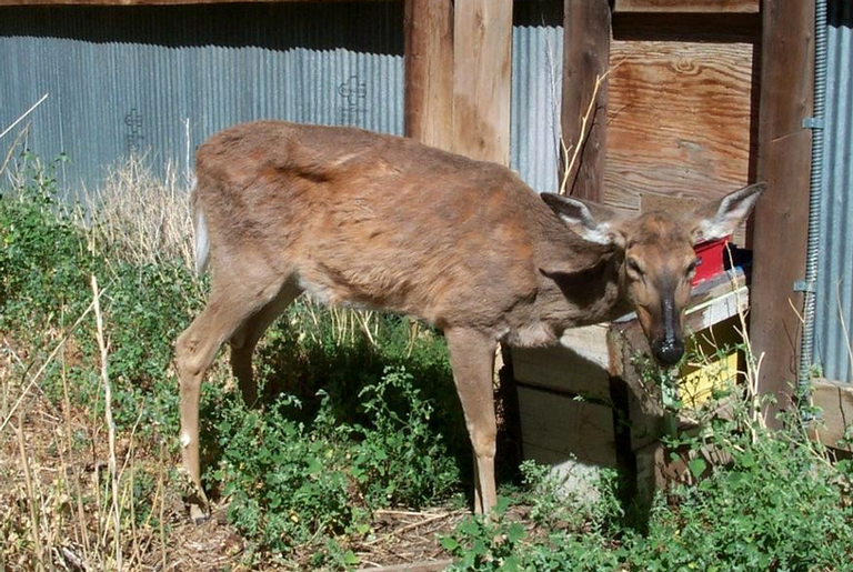 Doença do “cervo zumbi” pode contagiar seres humanos, afirma especialista
