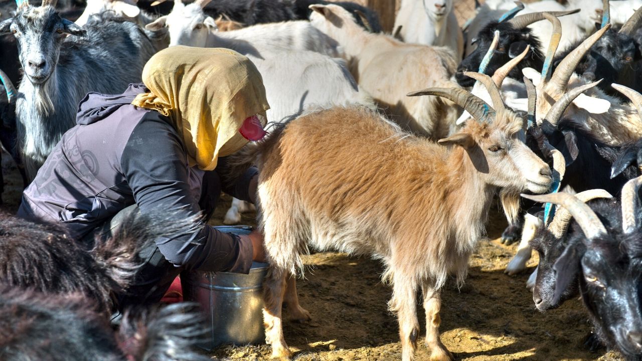 Pesquisadores descobrem que o leite era consumido há mais de 3.000 anos na Mongólia