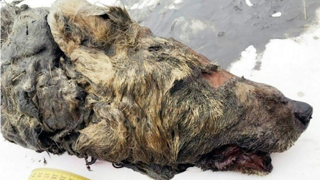 Fóssil de cabeça de lobo gigante de 40 mil anos é encontrado na Rússia