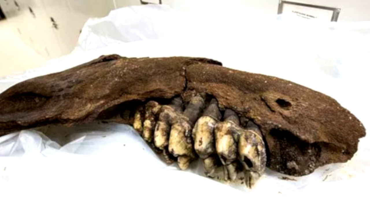 Encontrada mandíbula de um mastodonte de 34 mil anos