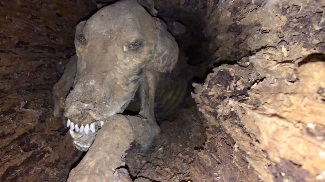 Mumificado dentro de uma árvore há 50 anos: a inusitada saga do cachorro Stuckie