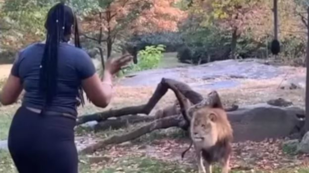 Mulher entra em jaula de leão em zoológico de Nova York e dança para o animal