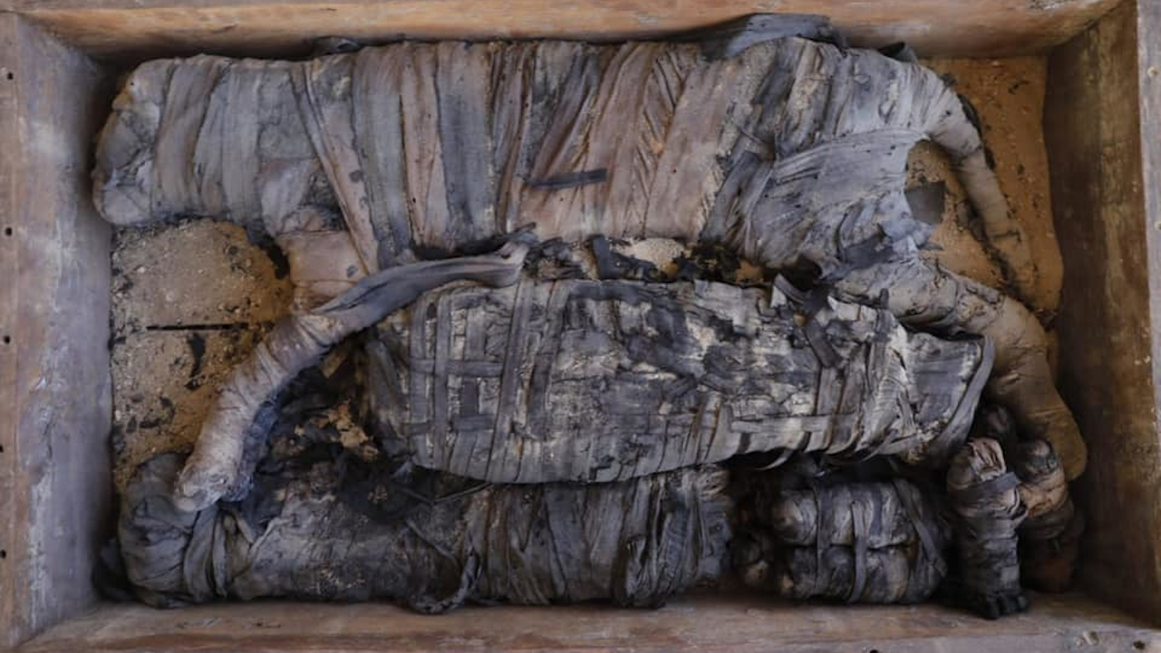 Múmias de filhote de leão são encontradas em grande descoberta no Egito