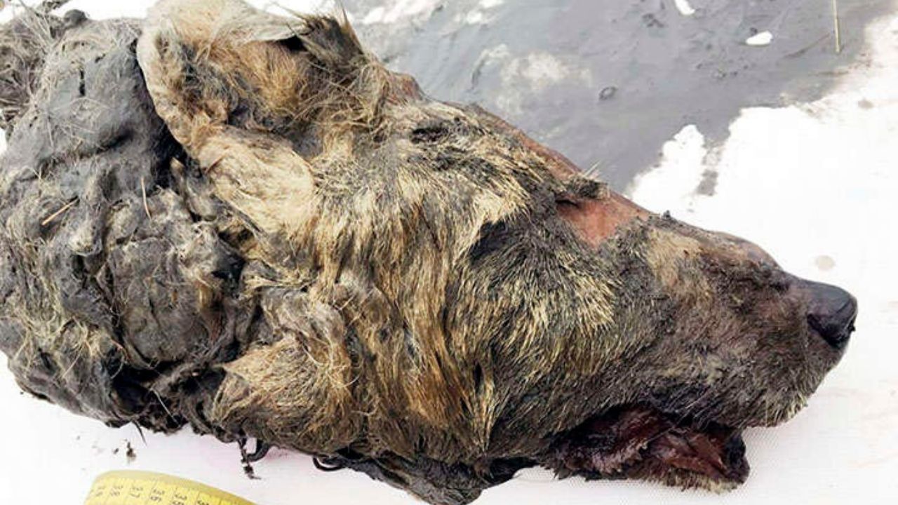 Perfeitamente conservada: A impressionante cabeça de lobo da Era do Gelo