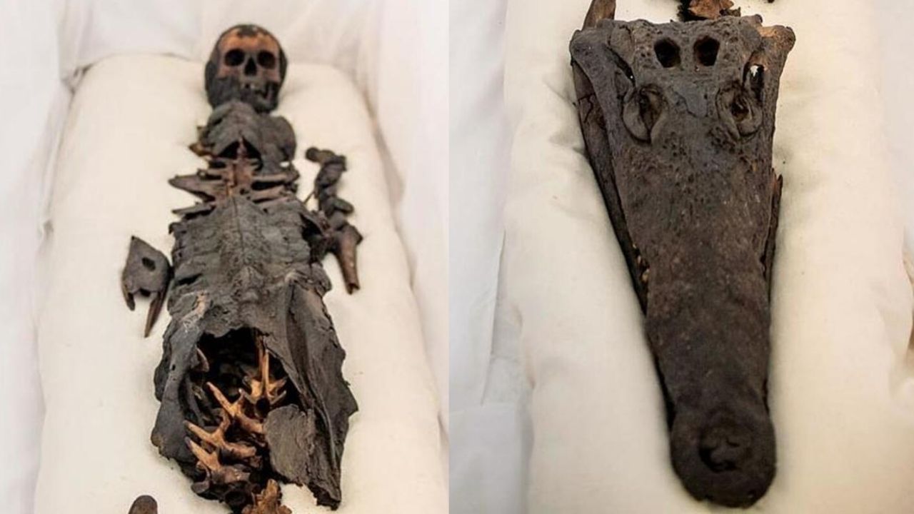 Corpo híbrido: a bizarra múmia da princesa com “cabeça de crocodilo”