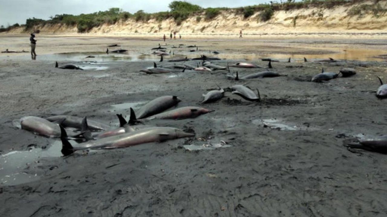 Mais de 100 golfinhos são encontrados mortos misteriosamente em praia de Moçambique