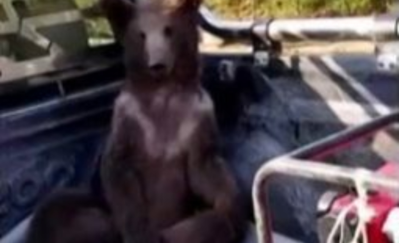Urso come ‘mel’ que deixa com efeitos alucinógenos e precisa ser resgatado