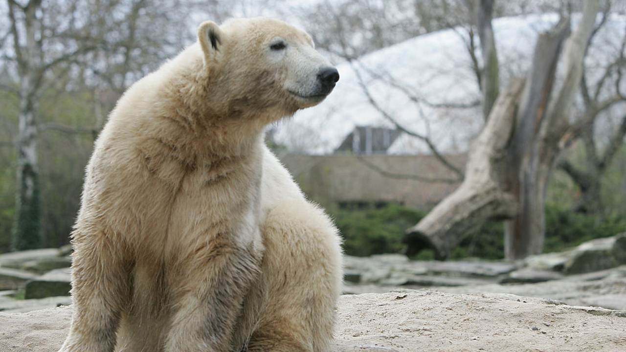 Urso polar invade acampamento e fere turista no arquipélago de Svalbard
