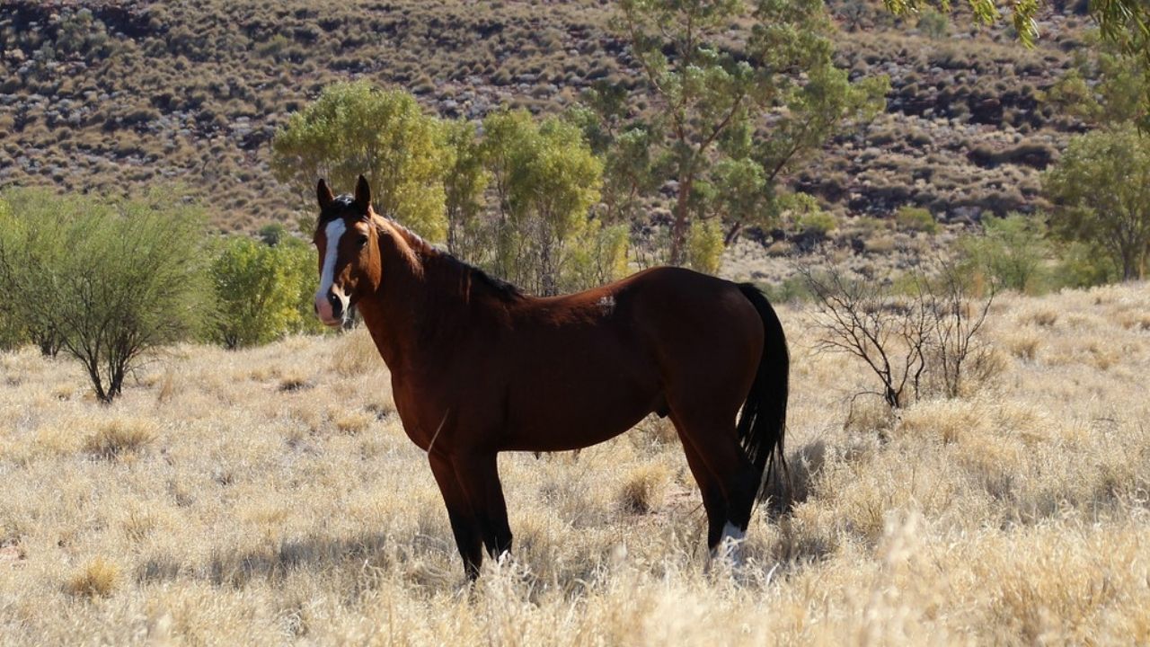 Herança dos colonos, cavalos representam uma dor de cabeça para a Austrália