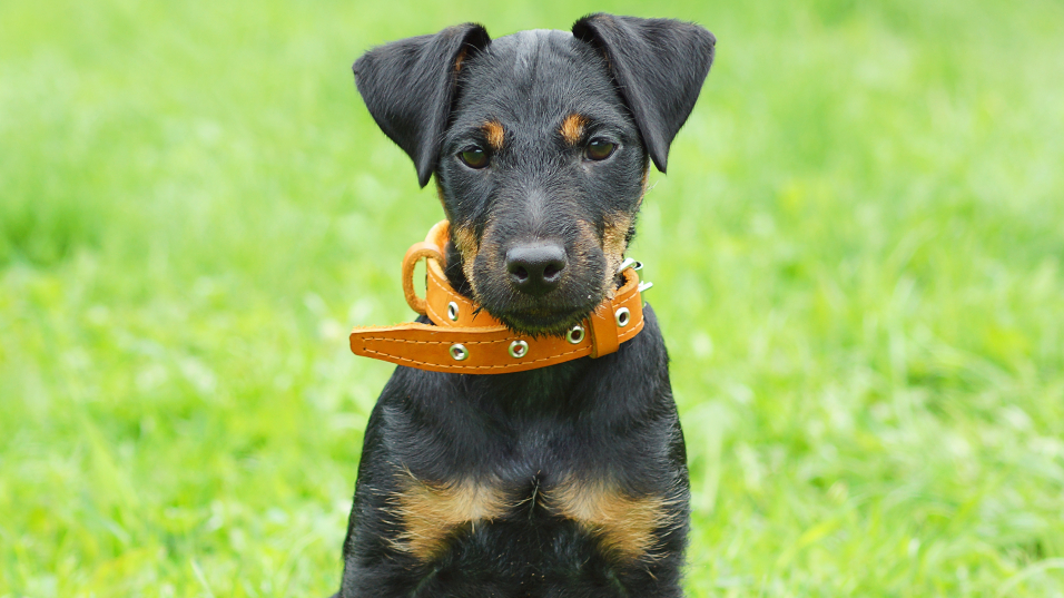Cachorro dispara arma de fogo acidentalmente e mata dono nos EUA