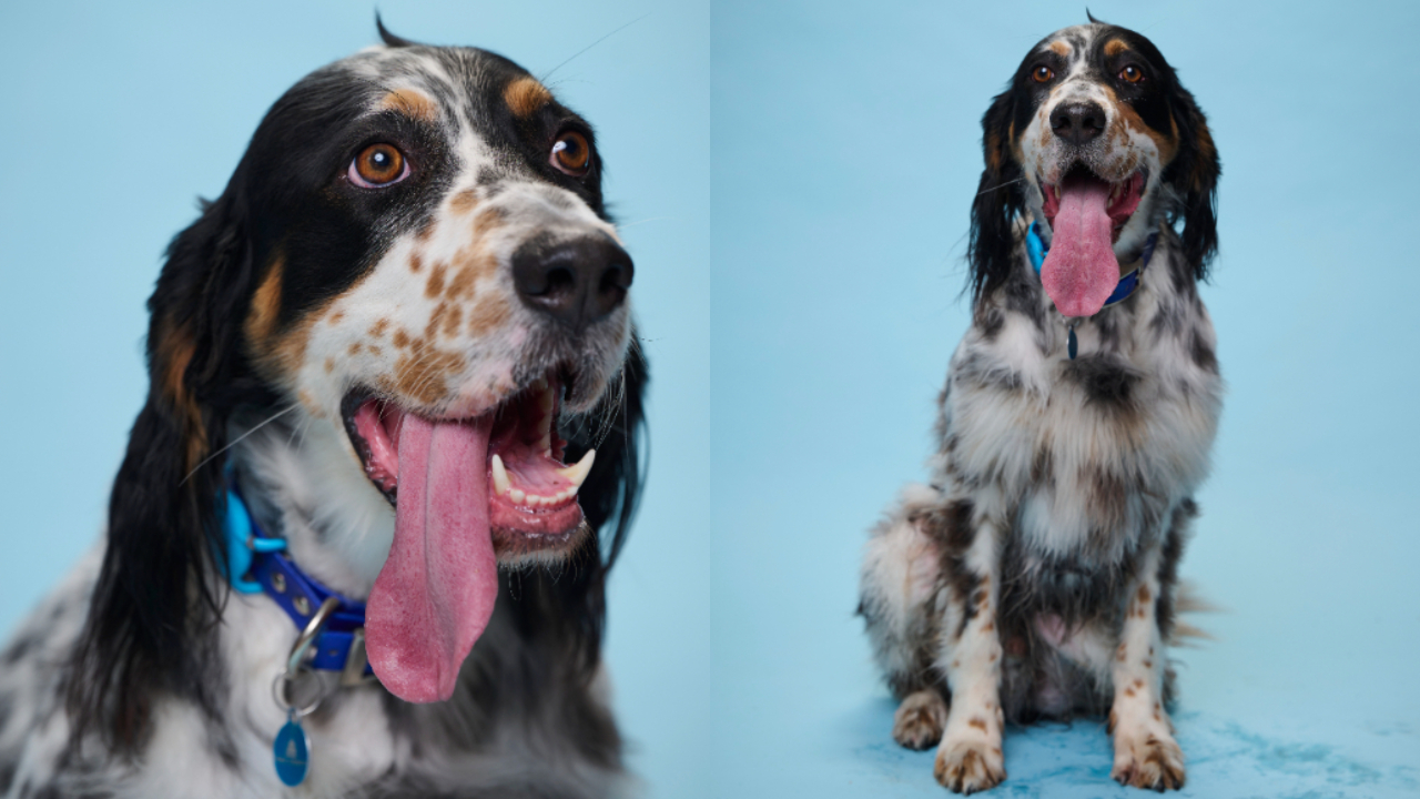 Com língua de quase 10 cm, setter inglês é cachorro com língua mais longa do mundo