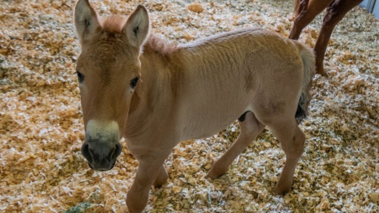 Cientistas conseguem primeira clonagem bem-sucedida de cavalo selvagem em extinção