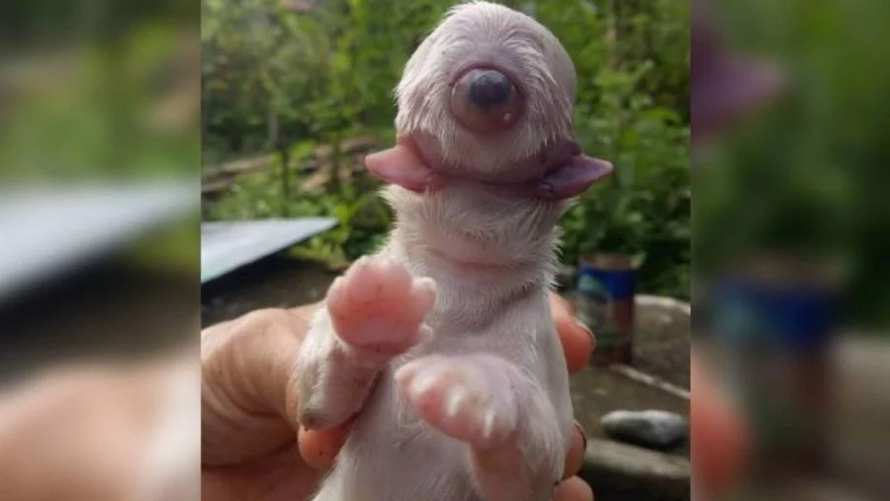 Peculiar: Cachorro nasce com má-formação e é comparado a Ciclope nas Filipinas