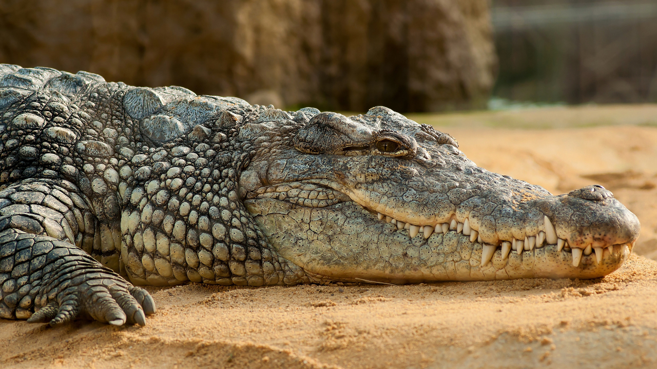 Corpo de pescador de 65 anos que desapareceu é encontrado dentro de crocodilo
