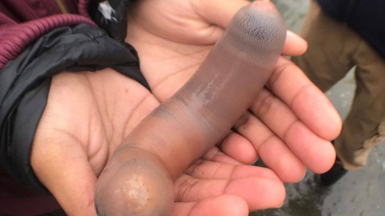 ‘Verme do mar’: Conheça os curiosos ‘peixe-pênis’