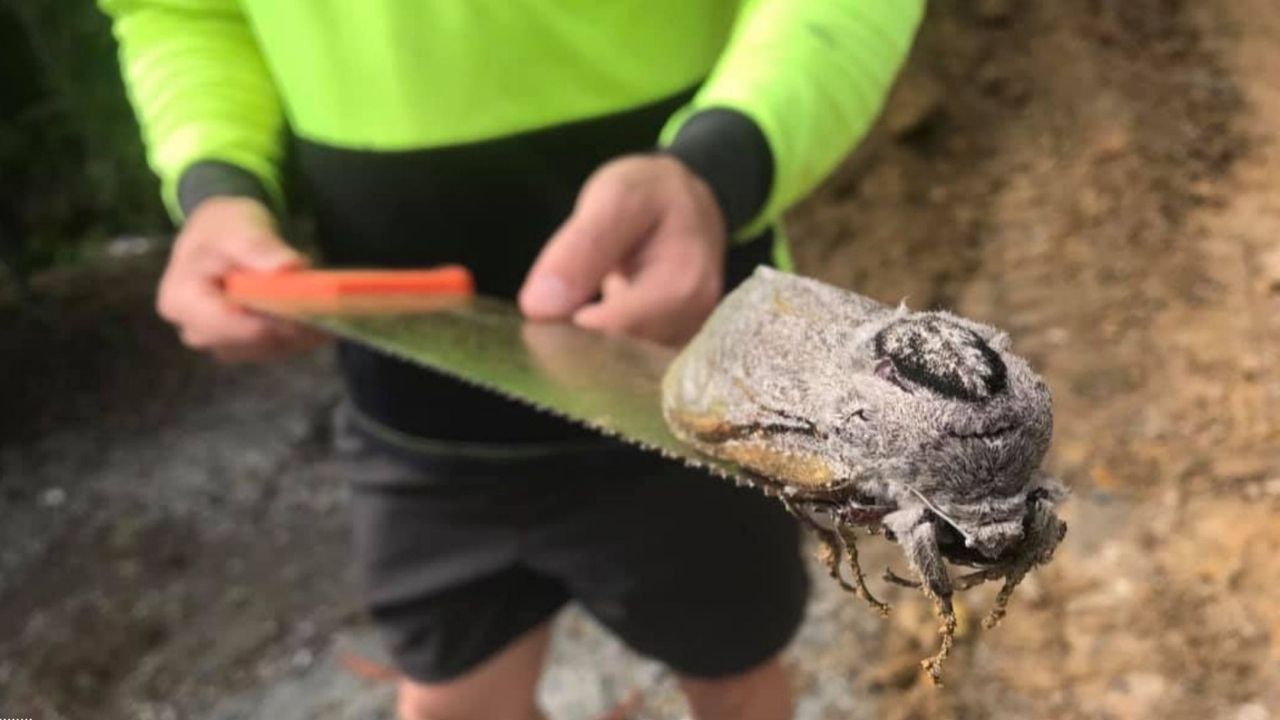 Rara e gigante: a impressionante mariposa da Austrália