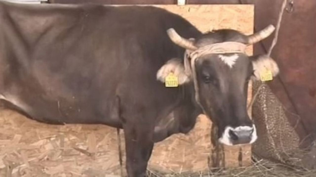 A história da vaca quase condenada à morte por cruzar uma divisa