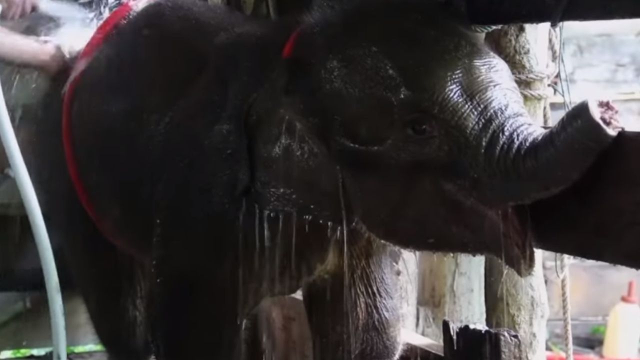 O bebê elefante que morreu após perder metade da tromba em uma armadilha