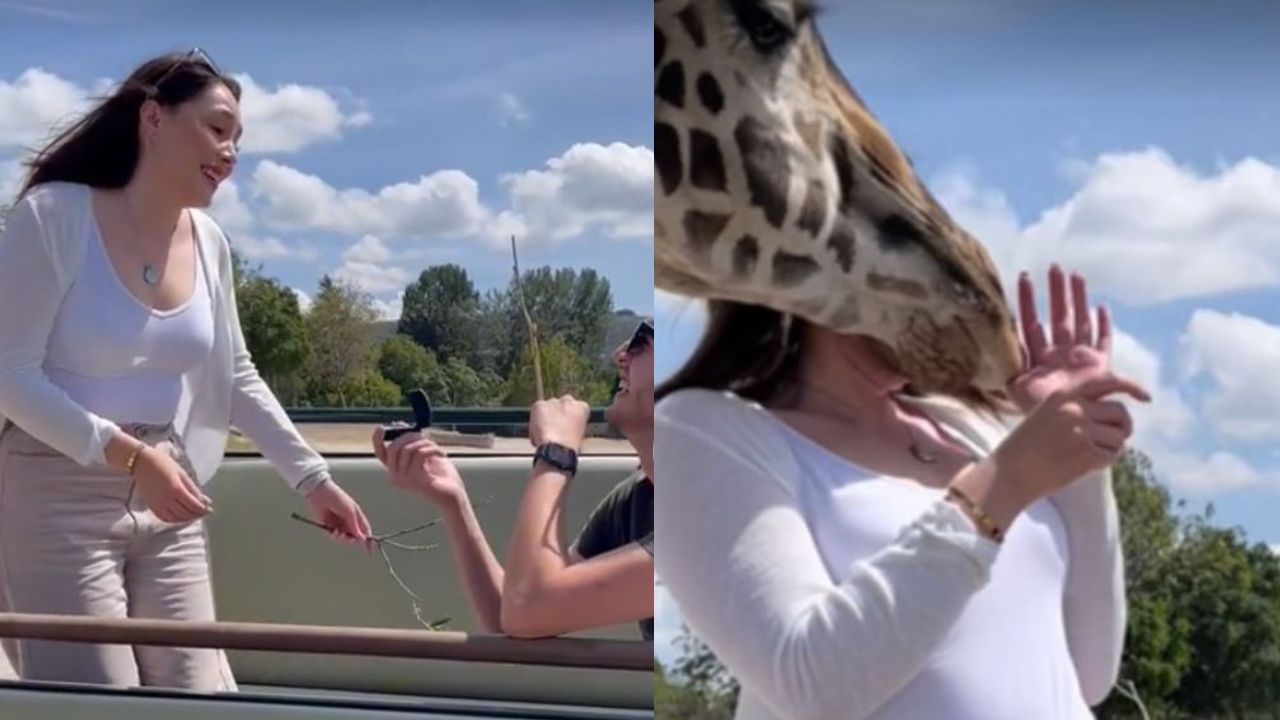 Girafa interrompe pedido de casamento e viraliza no TikTok; veja vídeo
