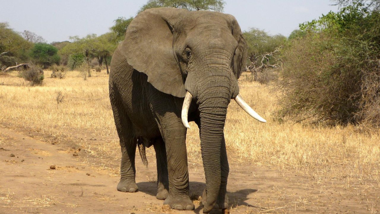 Elefante que teria pisoteado mulher mais de uma vez vira meme