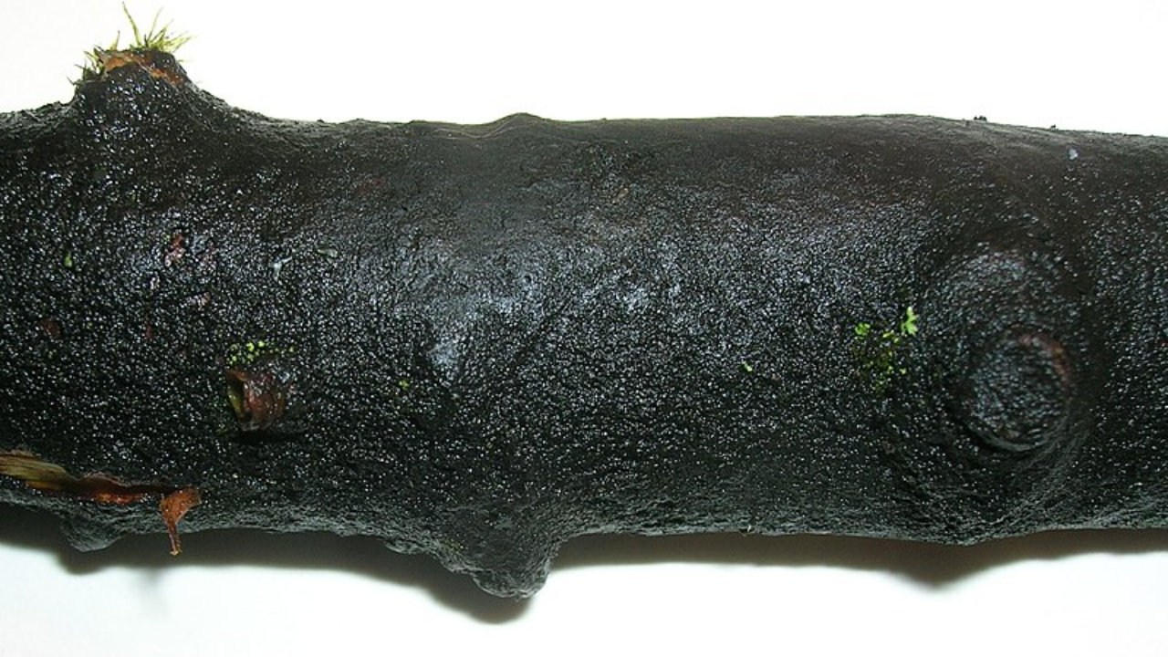 Fungo alimentado por álcool cobre cidade nos Estados Unidos e preocupa locais