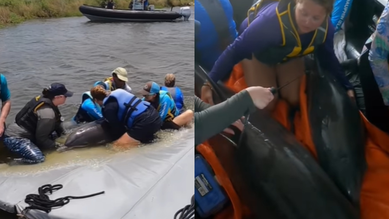 Golfinhos voltam ao mar depois de dois anos presos em lagoa nos EUA