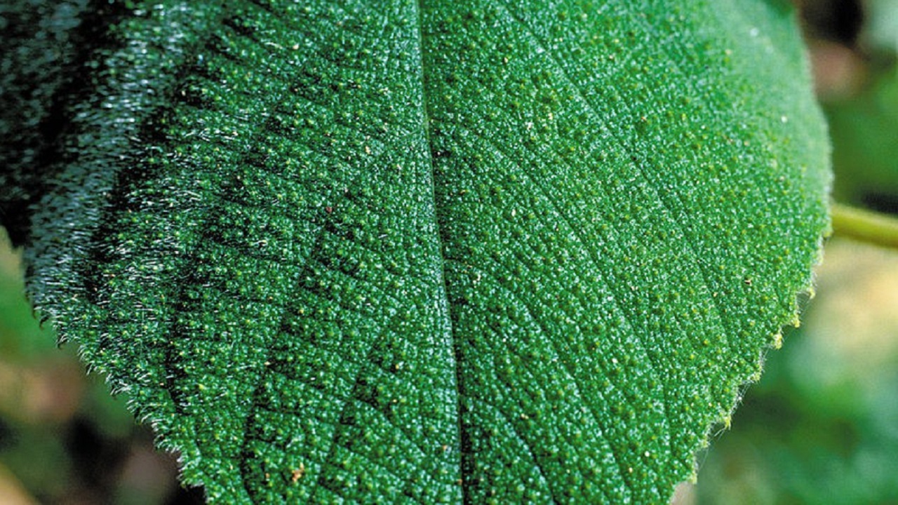 Dor como a picada de uma aranha: A planta australiana que injeta veneno