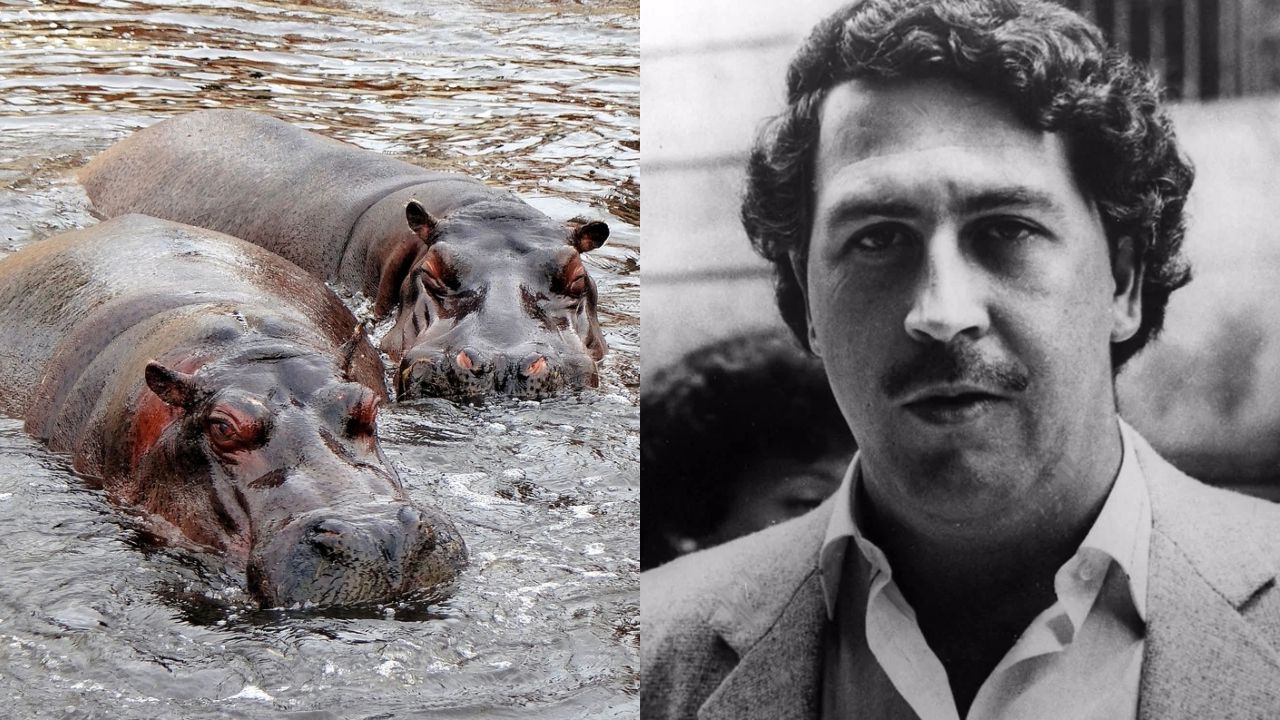 Hipopótamos de Pablo Escobar serão levados para local dominado por El Chapo