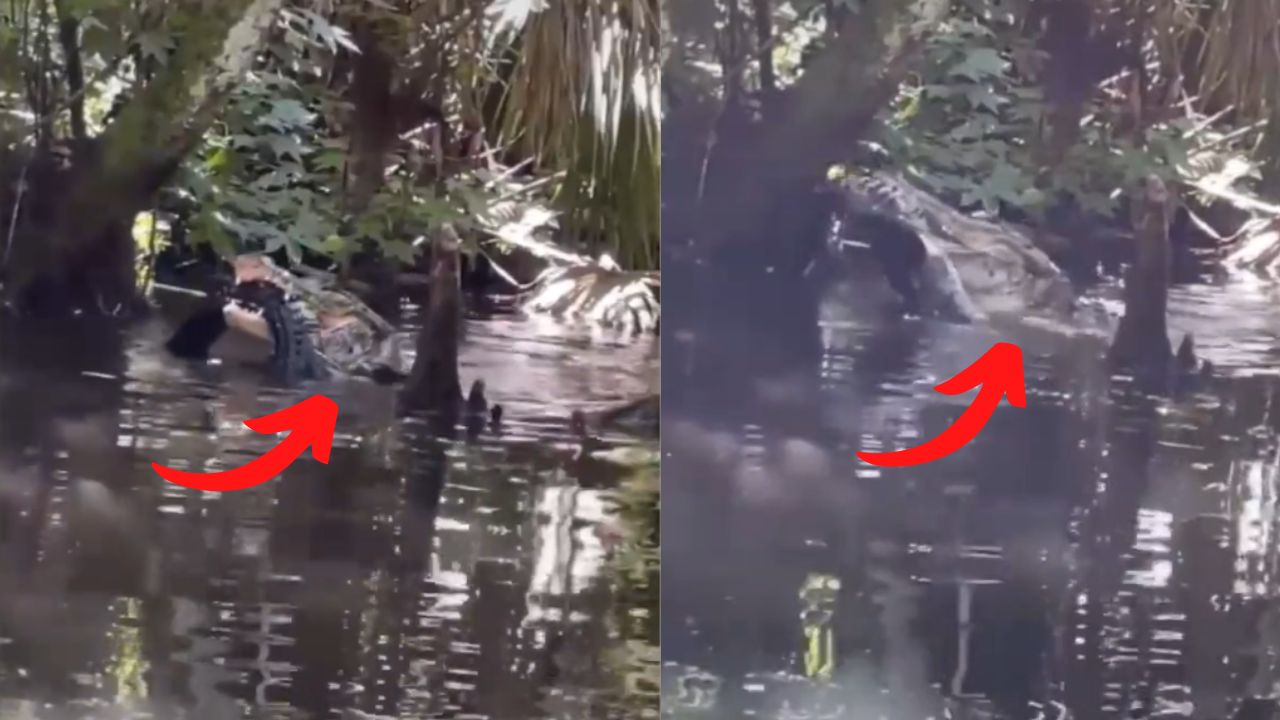 Canibalismo animal: Homem grava jacaré comendo outro jacaré
