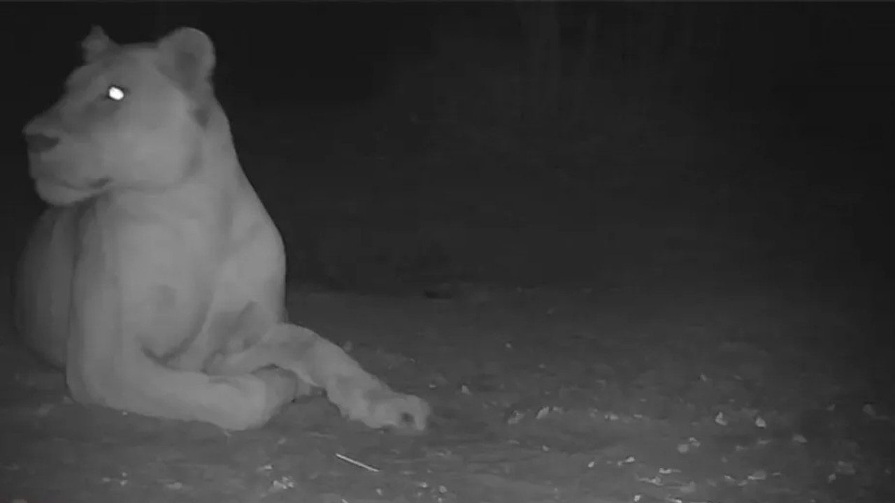 Leoa considerada extinta no Chade é avistada depois de duas décadas