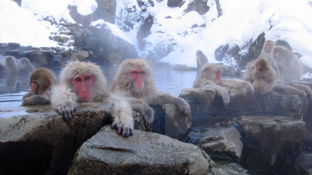 Japão: 42 pessoas já ficaram feridas por ataques de macacos em cidade japonesa