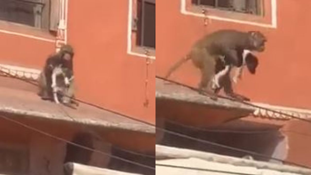 Macaco sequestra cachorro e surpreende transeuntes em feira na Índia