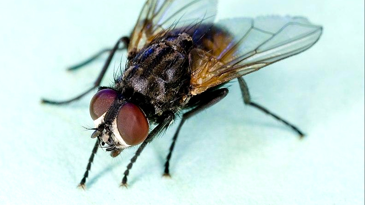 Na França, idoso tenta matar mosca com raquete elétrica e causa explosão