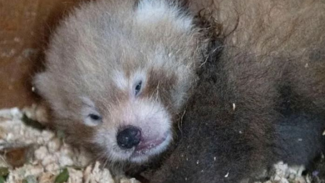 Ameaçado de extinção: Panda-vermelho nasce 1 mês após morte de pai